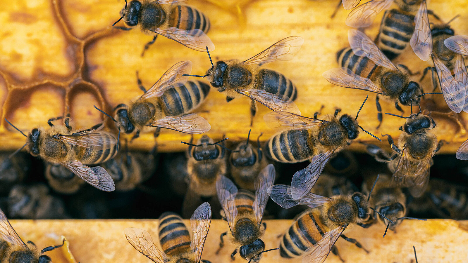Several bees are sitting on a yellow honeycomb with visible hexagonal structures. The bees' wings are partially transparent.